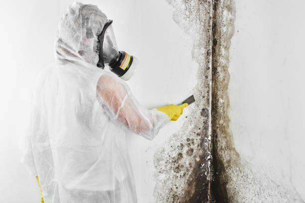 Best Mold Damage Repair  in Monticello, KY