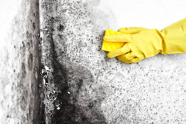 Best Residential Mold Removal  in Monticello, KY