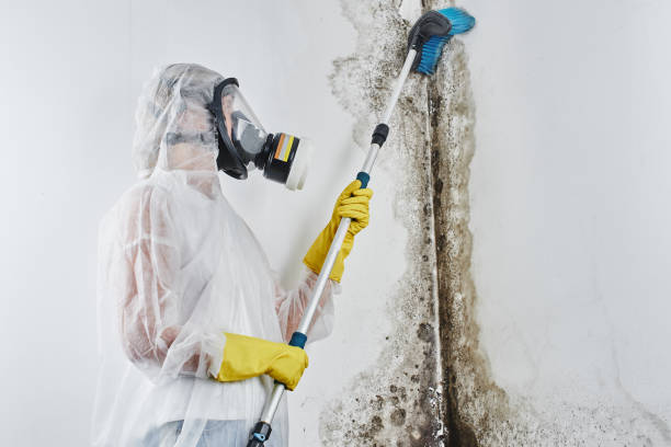 Best Office Mold Removal Services  in Monticello, KY