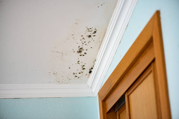 Best Black Mold Removal  in Monticello, KY