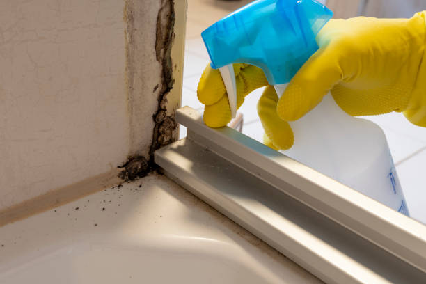 Mold Removal and Inspection in Monticello, KY