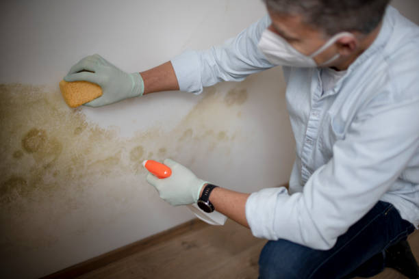 Best Residential Mold Removal  in Monticello, KY