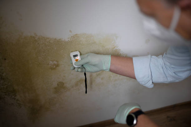 Best Commercial Mold Removal  in Monticello, KY