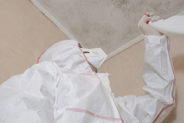 Trusted Monticello, KY Mold Removal Experts