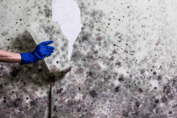 Best Mold Removal Specialists  in Monticello, KY