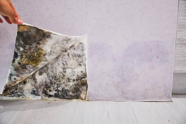 Best Mold Testing and Removal  in Monticello, KY